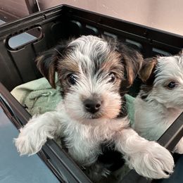 Yorkshire Terrier Puppies from Snacksville Yorkies