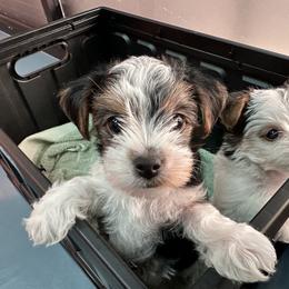 Yorkshire Terrier Puppies from Snacksville Yorkies