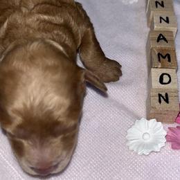 Poodle Puppies from Blessed Acres Miniature Poodles