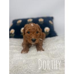 Dorthy - Red  female Goldendoodle puppy in Smithfield, Kentucky from KBK9 Kennels