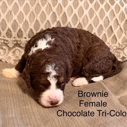 Brownie - Tri-color female Bernedoodle puppy in Royse City, Texas from Platinum Bernedoodles of Texas