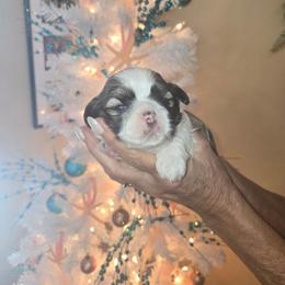 Alexander - Tricolor male Shih Tzu puppy in New Port Richey, Florida from Stanford's Shih Tzus
