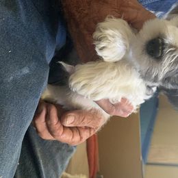 Miniature Schnauzer Puppies from Circle R Ranch