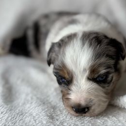Blizzard - Blue merle female Australian Shepherd puppy in Quaker City, Ohio from Wagon Wheel Aussies and Corgi’s