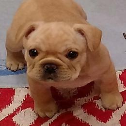 French Bulldog Puppies from Peche Mignon French Bulldogs