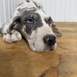 Ryker - Harlequin male Great Dane puppy in Hutchinson, Kansas from Dappled Danes