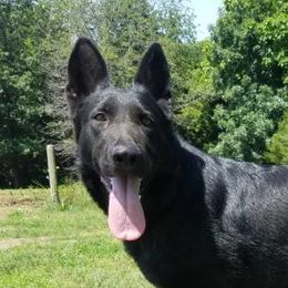 Danica - German Shepherd