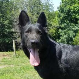 Danica - German Shepherd