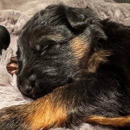 1st Pick - Black and red female German Shepherd puppy in Snohomish, Washington from Wataha Shepherds