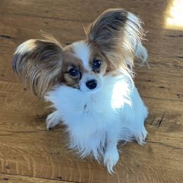 Tuike - Papillon