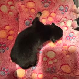Dior - Black and tan parti female Pomeranian puppy in Leesburg, Virginia from Capital Poms & Pomskies
