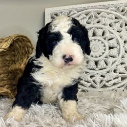 Boy 1 - Black and white male Bernedoodle puppy in Russiaville, Indiana from Pleasant Creek Minibernedoodles
