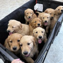 Golden Retriever Puppies from RuTess Goldens