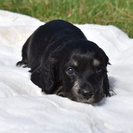 Boy 1 - Dachshund puppy in Coeur D Alene, Idaho from Discovery Dachs