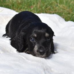 Boy 1 - Dachshund puppy in Coeur D Alene, Idaho from Discovery Dachs