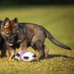 German Shepherd Puppies from Sommerfeld German Shepherds