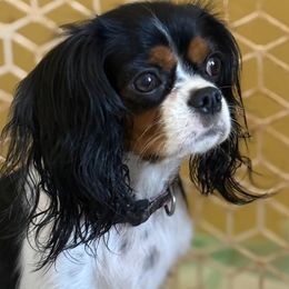 Nettie - Cavalier King Charles Spaniel