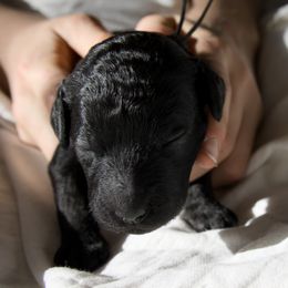 Girl 4 - female Poodle puppy in Tullahoma, Tennessee from Peaceful Valley Poodles