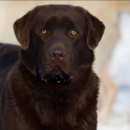 Labrador Retriever Puppies from Showtime Labradors