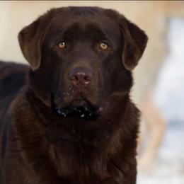 Labrador Retriever Puppies from Showtime Labradors