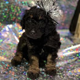 Belle - Phantom female Bernedoodle puppy in Monument, Colorado from Colorado Dreamin Doodles