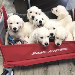 Golden Retriever Puppies from Brightside Goldens