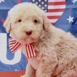 Pickles - USA 250th Litter - Cream female Goldendoodle puppy in Westminster, South Carolina from Goldendoodlepuppiessc