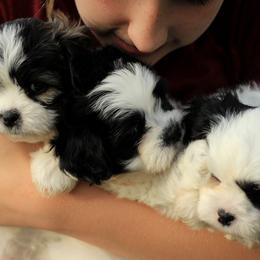 Bichon Frises, Shichons, and Shih Tzus from Teddy Bears of Arizona