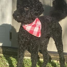 Goldendoodles and Poodles from Spread Love Everywhere Poodles & Doodles