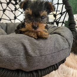 Yorkshire Terrier Puppies from Little BonBons Boutique