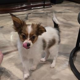 Riley - White and sable female Papillon puppy in Hollister, Missouri from Swan Creek Kennel