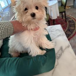Girl 2 - White female Maltese puppy in Pennsylvania from Pequest Pekingese & Merri Maltese