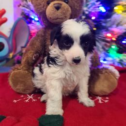 Puppy 1 - White and black male Chinese Crested puppy in New Castle, Pennsylvania from Long Rotts & Long Haul Cresteds