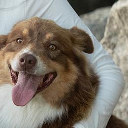 Bo - Working Dog Cross