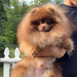 Biggie - Pomeranian