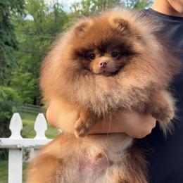 Biggie - Pomeranian