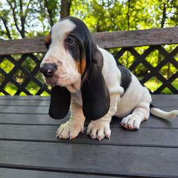 Yana - Black white and brown female Basset Hound puppy in Denison, Texas from Emma Lou's Baby Bassets
