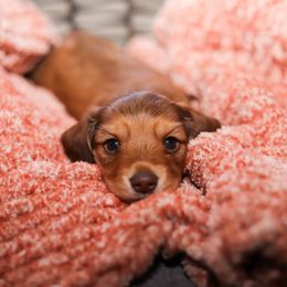 Dachshund Puppies from Miniature Alphas Dachshunds