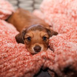 Dachshund Puppies from Miniature Alphas Dachshunds