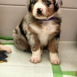 Australian Shepherd Puppies from Twist'n Tops Farm & Kennel