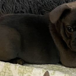 French Bulldog Puppies from Boise French Bulldogs