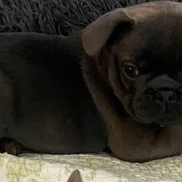 French Bulldog Puppies from Boise French Bulldogs