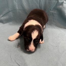 Male 5 - Black and tan male Pembroke Welsh Corgi puppy in Moundville, Alabama from Cartee Corgis - Debi Cartee Mills