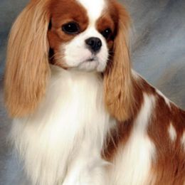 Cavalier King Charles Spaniels from Wyndancer Cavaliers