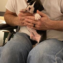 Boxer Puppies from Fineview Boxers