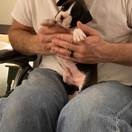 Boxer Puppies from Fineview Boxers