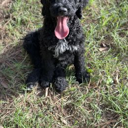 Purple Collar Girl - Black Poodle puppy in Santa Fe, Texas from Greatest Hits Standard Poodles