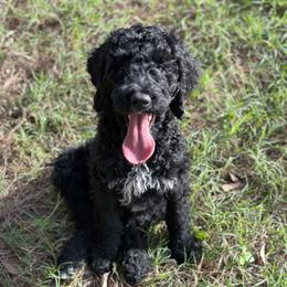 Purple Collar Girl - Black Poodle puppy in Santa Fe, Texas from Greatest Hits Standard Poodles