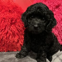 Cockapoos from fgn