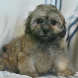 Jasper - Brown male Shichon puppy in Delta, Colorado from PTK Ranch